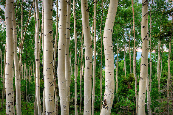 Aspen Screen