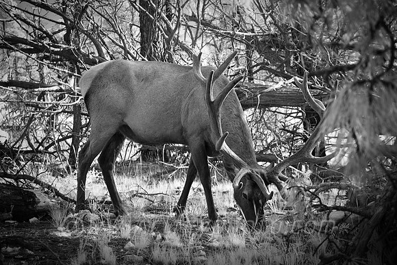 Brave Elk