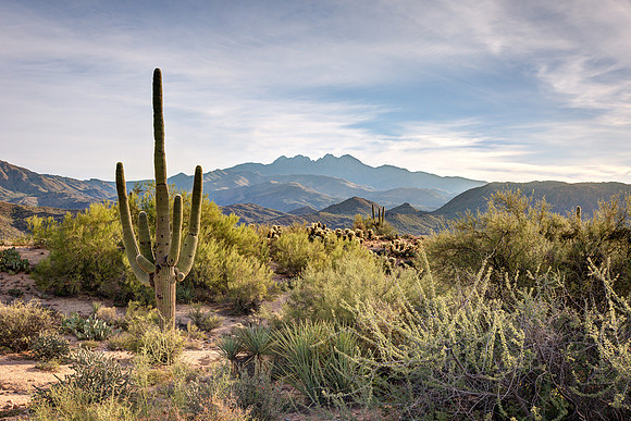 Saguaro and Four Peaks