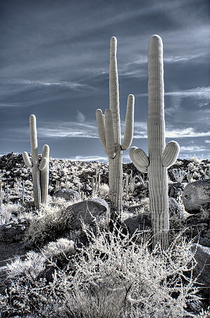 Infrared Desert