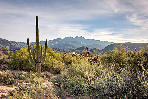Saguaro and Four Peaks